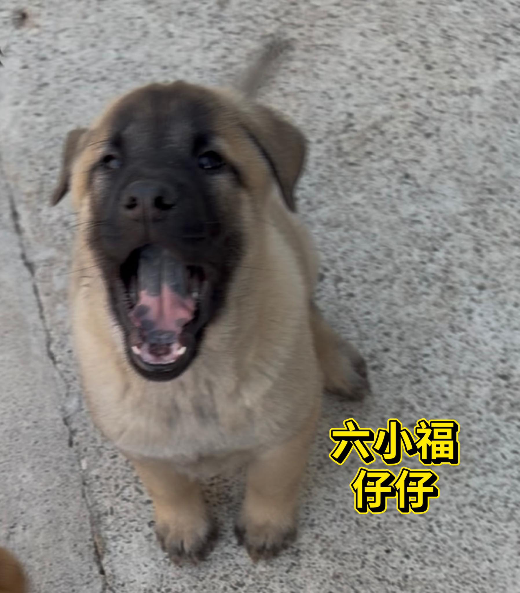 六小福